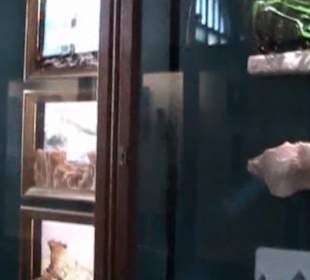 Naturhistorisches Museum