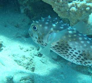 Hausriff Happy Life Village Dahab