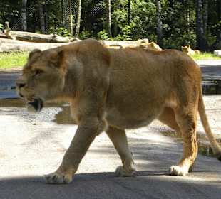 Serengeti Park Hodenhagen