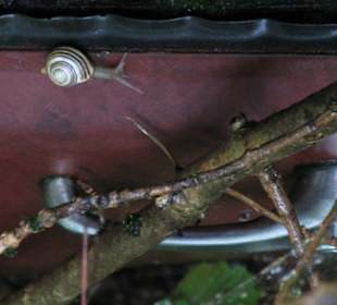 Oldtimer auf Historischem Autofriedhof in Kaufdorf