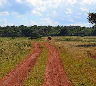 Cayo Saetía