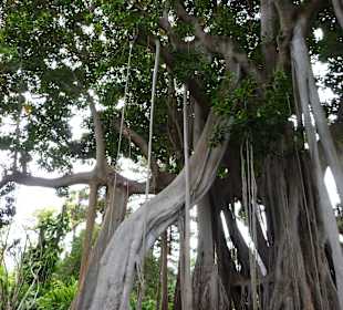 Botanischer Garten