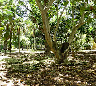 Botanischer Garten "Pamplemousses"
