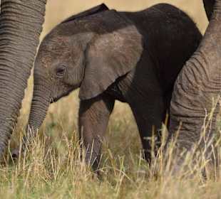 Elefantenbaby
