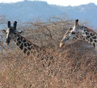 Giraffen im Tsavo West
