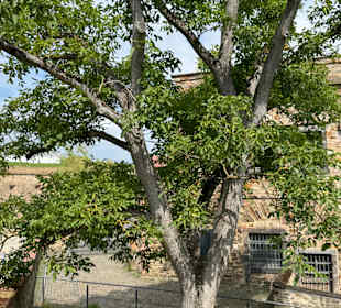 Festung Ehrenbreitstein