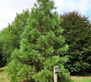 Impressionen aus dem Arboretum Wildeshausen
