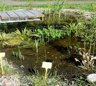 Feuchtbiotop für Libellen