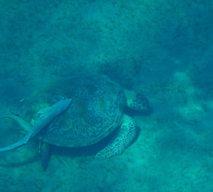 Ausflug nach Abu Dabab