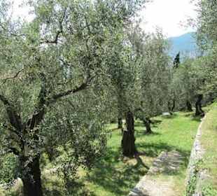 Parco degli Olivi
