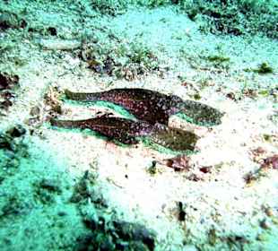 Seegrasgeisterpfeifenfische (Paar)