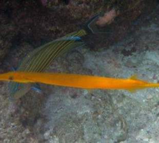 Hausriff Filitheyo Island