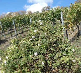 Bei einer Weinbergwanderung am Steinberg