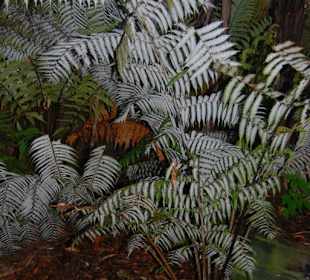 Папоротники Новой Зеландии.