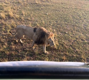 Ganz dicht bei uns am Jeep