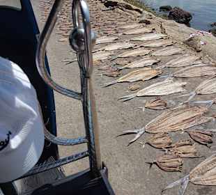 Sri Lanka Harry Tours 