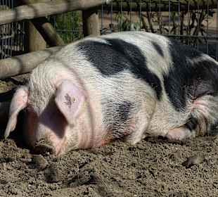 Im Kleintiergehege, ein Hausschwein