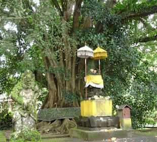 heiliger Baum vor den heiligen Quellen