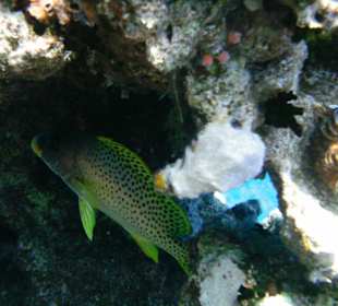 Unterwasserwelt sharm plaza