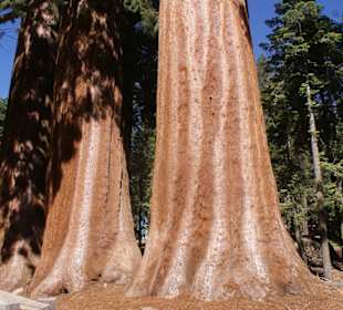 Sequoias am Giant Forrest Museum