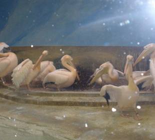 Tierpark Hagenbeck