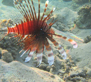 Pterois volitans