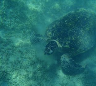 Super przeżycie - plywanie z żółwiami