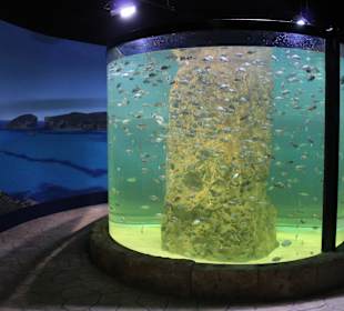 National Aquarium Malta - Fische