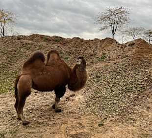 Wildlands Zoo in Emmen 