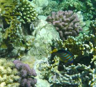 Unterwasserbild - am Riff