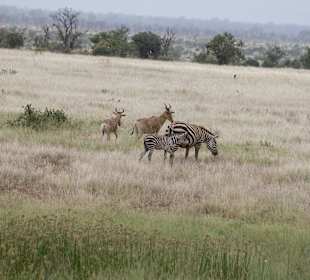 Nationalpark Kenia