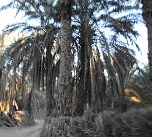 Palmenoase und Kutschfahrt