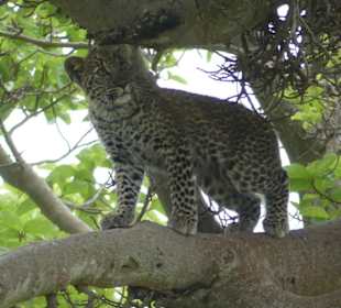 Baby Leopard erwartet die Mama
