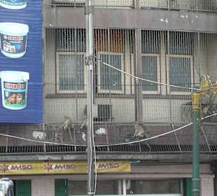 Affen neben dem Affenfelsen auf einem Wohnhaus