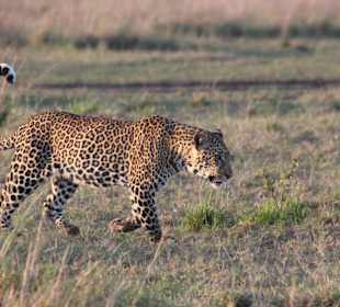 Prächtiger junger Mann