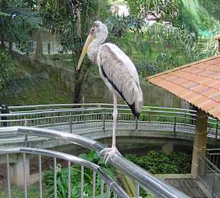 Bewohner im Bird Park