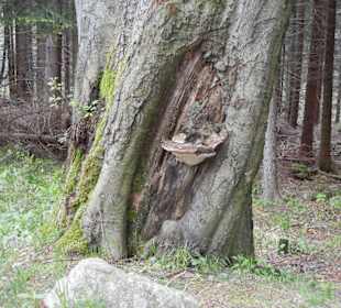 Karkonoski Park Narodowy
