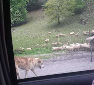 Gruzińska Droga Wojenna