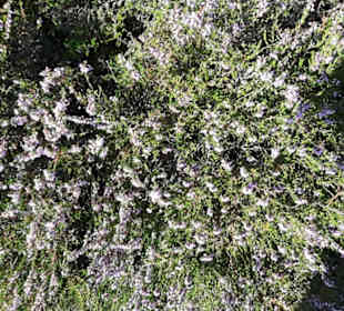 Misselhorner Heide