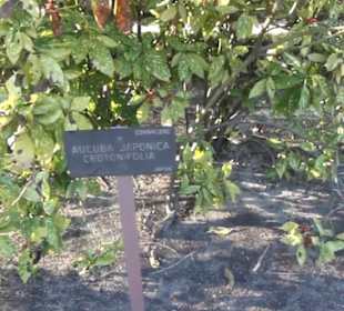 Real Jardín Botánico de Madrid