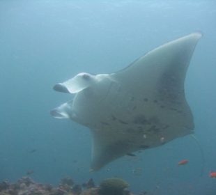 Manta