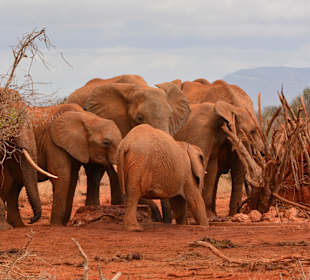 Erste Elefanten im Tsavo Ost