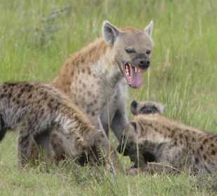 Hyäne ein wenig müde