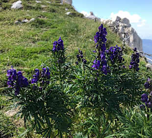 Wandern Nova Ponente / Deutschnofen