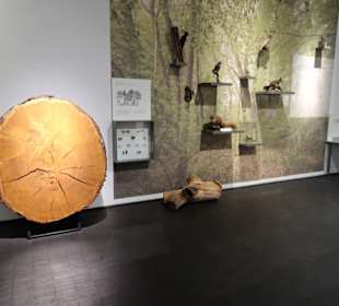 In der Natur- und Kulturabteilung des Museums
