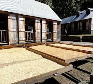 Trockenfelder für die Kaffeebohnen