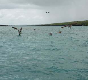 Jagt auf Fisch vor Isla Lobos