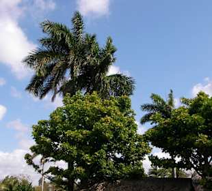 Riesige Palmen auf Kuba