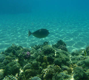 Hausriff am Prima Life Makadi Resort