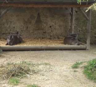 Südamerikabereich - Flachlandtapir